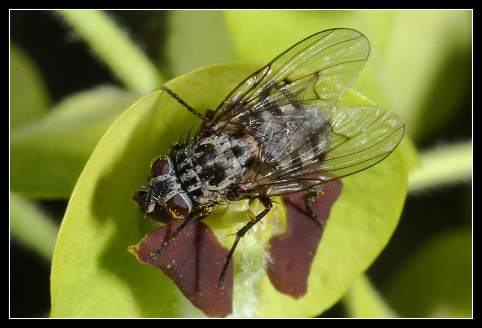 Dalla Sicilia: Phaonia trimaculata M e F  (Muscidae)